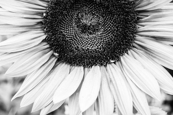 Sunflower Close-Up Black and White Photograph (A0011733)