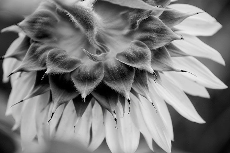 Black and white photograph of the fuzzy back of a sunflower bloom in early morning.