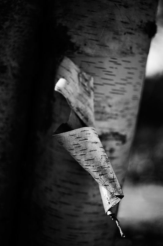 Black and white photograph of the curled bark peeling away from the trunk of a paper birch tree.