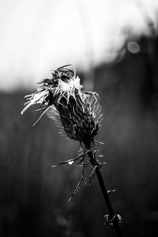 Black and white photograph of a rain soaked thistle on a dark, gloomy day.