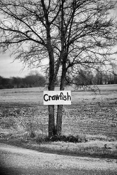 Black and white landscape photograph of a tree with a hand-painted sign that says "crawfish," in the Mississippi Delta region, near Tunica.