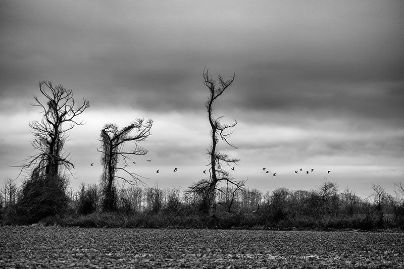 Black and white photograph of flocks of migrating birds flying over the moody southern landscape.