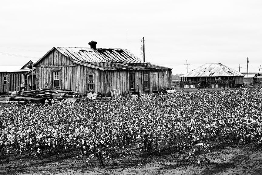 Black and white photograph of cotton fields in the Mississippi Delta near Clarksdale.