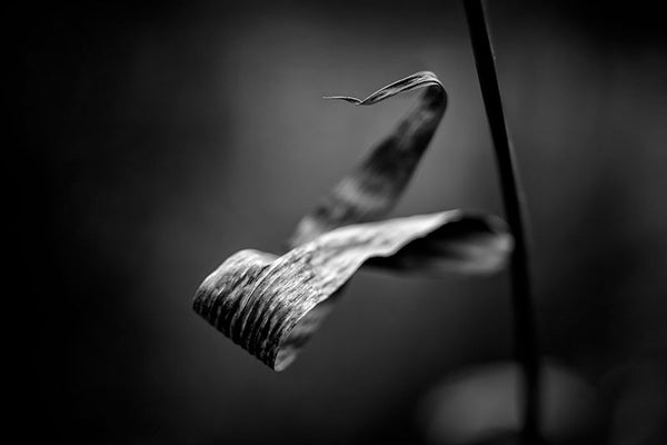 Black and white fine art photograph of a curled leaf, twisting gracefully around itself, only partially in focus in low winter light.
