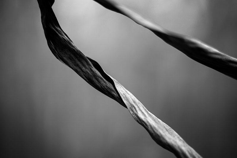Black and white fine art photograph of two long, curved grasses in a simple, minimalist, almost abstract composition.