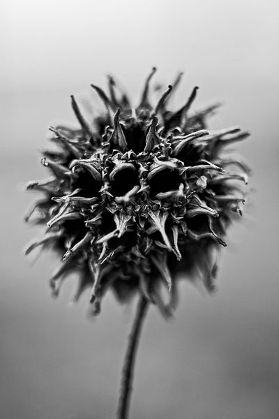 Black and white photograph of a strange, spiked seed pod that fell from an American Sweetgum tree.