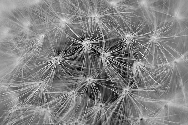 Black and white abstracted detail photograph of a dandelion seed head.