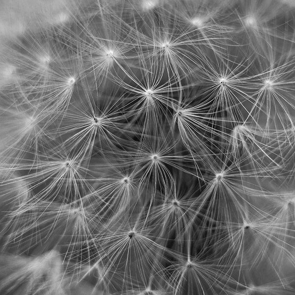 Black and white macro photograph of a dandelion seed head. An abstraction from nature.