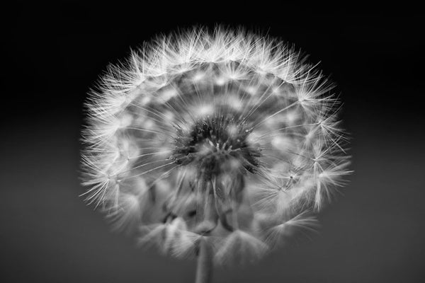 Black and white photograph of a dandelion on a dark background with very short focus.