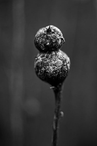 Black and white photograph of a seed pod on a stem in the dim light of a winter day.