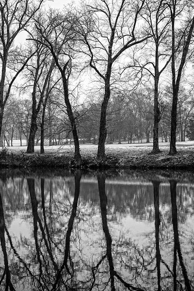 Black and white landscape photograph of a row of black trees reflecting in the dark Stones River on a winter day.
