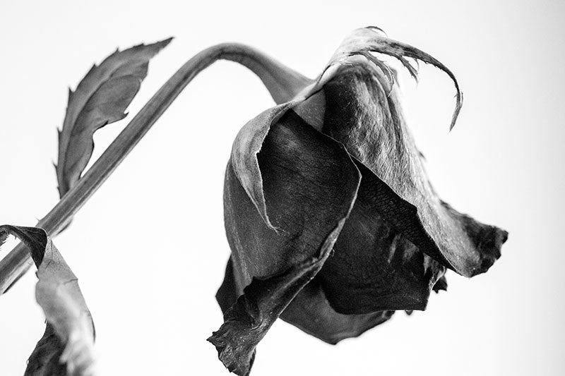Black and white photograph of a dying red rose, with its bloom hanging low.