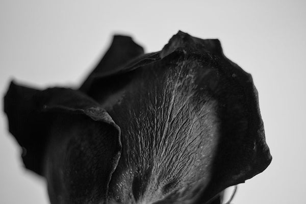 Black and white close-up detail photograph of the textures on the petals of a dying red rose blossom.