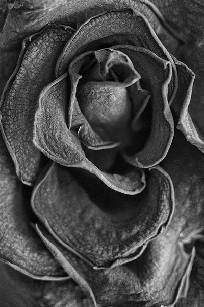 Black and white close-up detail photograph of the wrinkled and textured folds of a dying red rose blossom.