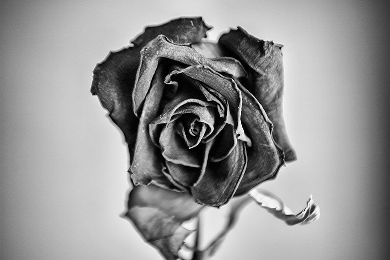 Black and white photograph of a textured bloom of a dying red rose, shot two weeks after Valentine's Day.