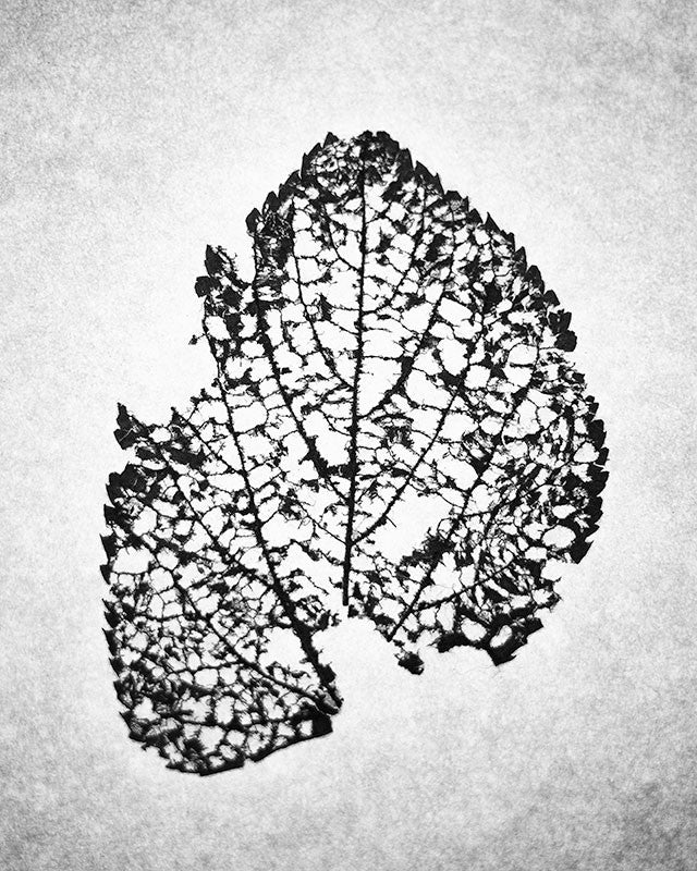 Black and white macro photograph of the beautifully intricate and fragile remains of a fallen leaf skeleton.