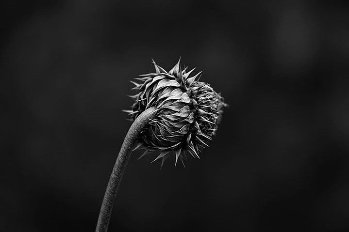 Dark, detailed black and white photograph of a thistle seen from the stem side.
