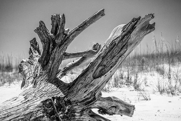 Black and white landscape photograph of a textured driftwood tree on a sunny beach with low dunes and grasses in the background.