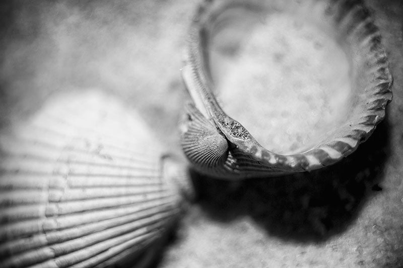 Black and white macro photograph of shells on the beach, with very short depth of field, sharply focused on the edge of the upturned shell, and going quickly out of focus.