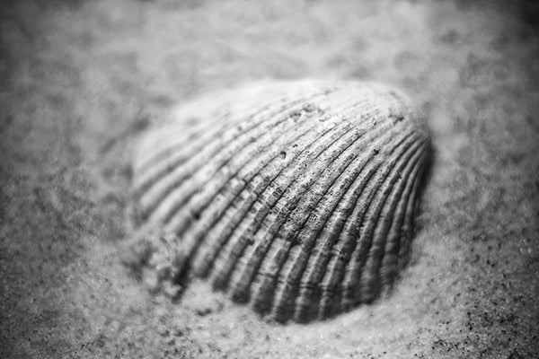 Black and white detail photograph of a clam shell on the beach.