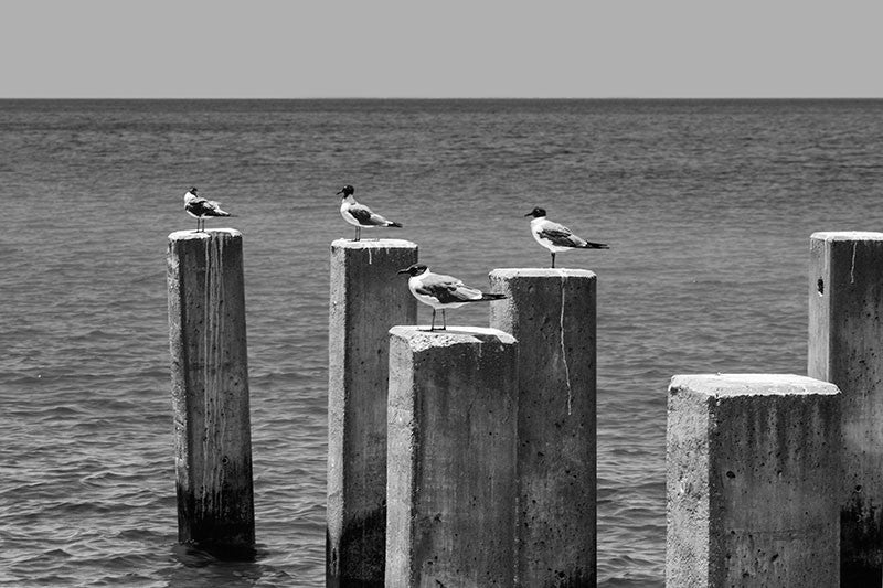 Black and white photograph of four sea gulls atop concrete pylons in the ocean.