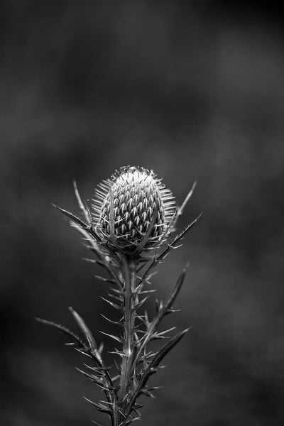 Moody black and white photograph of a thistle plant with its head aglow in the low light of early morning. 