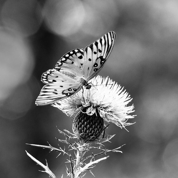 Black and white photograph of Gulf Fritillary butterfly dining on a purple thistle bloom.