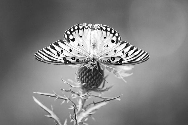 Black and white photograph of a Gulf Fritillary butterfly enjoying the nectar of a purple thistle flower.