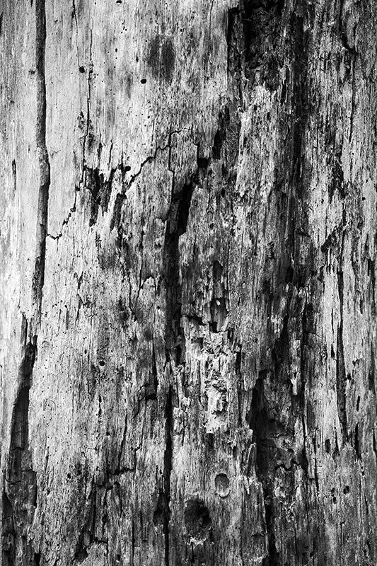 Decaying Tree Texture wall art photography