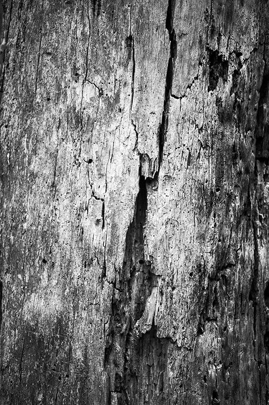 black and white photograph close up of a beautiful cracked dead tree in the forest