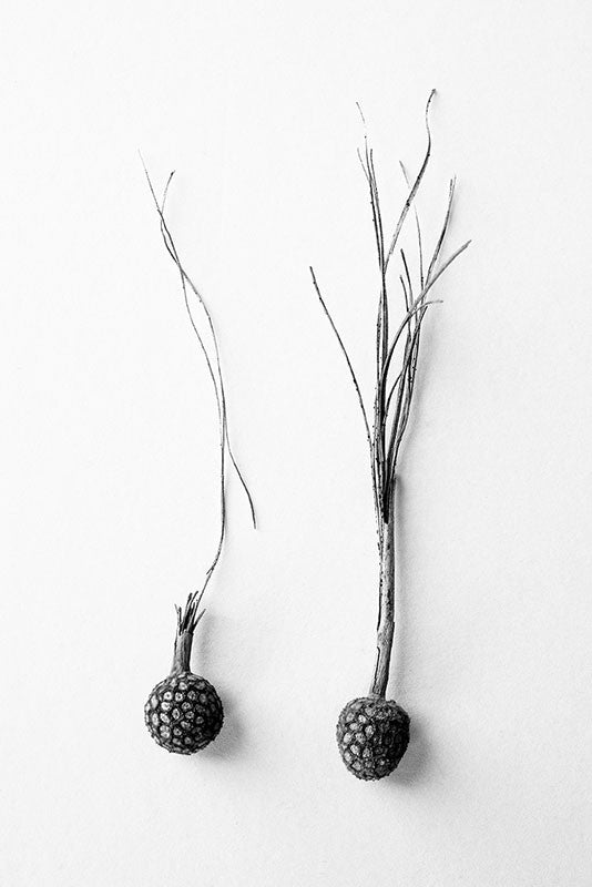Black and white fine art photograph of two seed balls with long stems, side-by-side on a white surface.