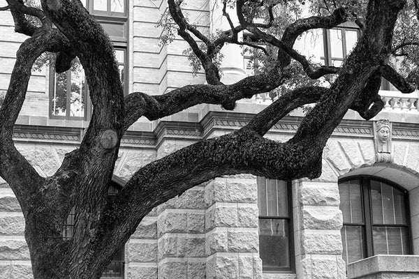 Black and white photograph of a big southern oak tree on the grounds of the Harris County Courthouse, in downtown Houston.