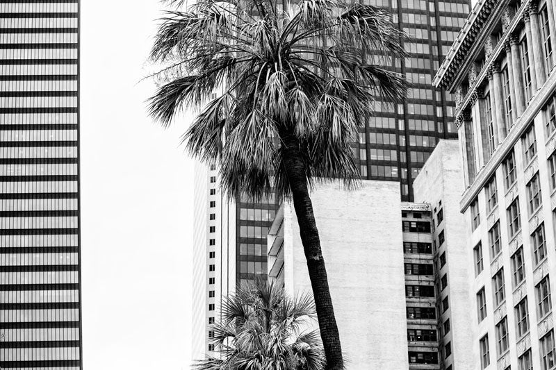 Black and white photograph of downtown Houston, where palm trees contrast against the rectangles of office buildings and modern skyscrapers.