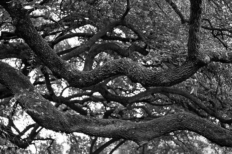 Black and white photograph of the branches of a big southern oak tree in Houston, Texas. 