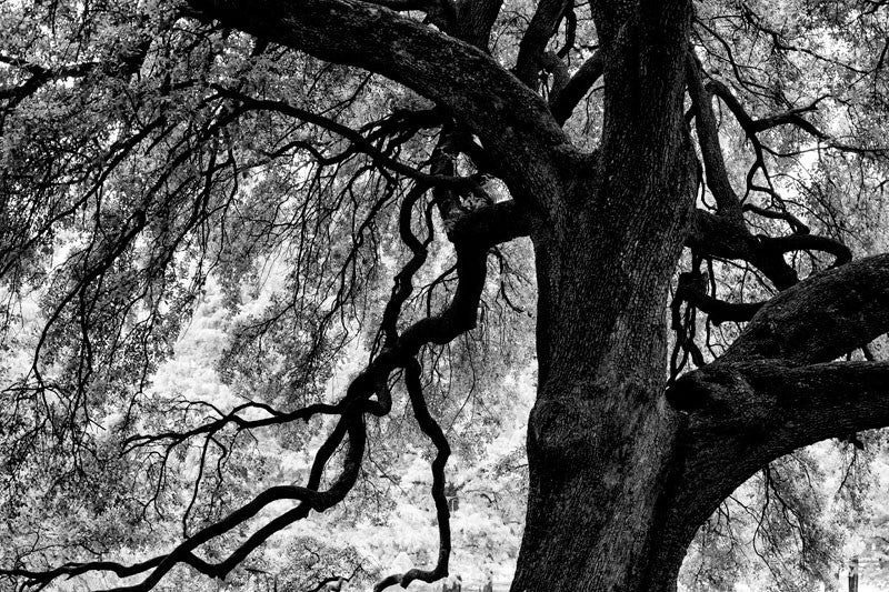 Branches of a Mighty Oak, Houston, Texas - Black and White Photograph (A0017839A)