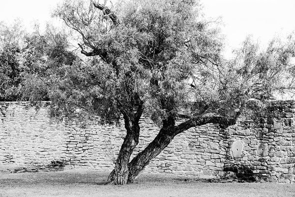 Black and white photograph of a big mesquite tree outside the perimeter wall of Mission San Jose in San Antonio.