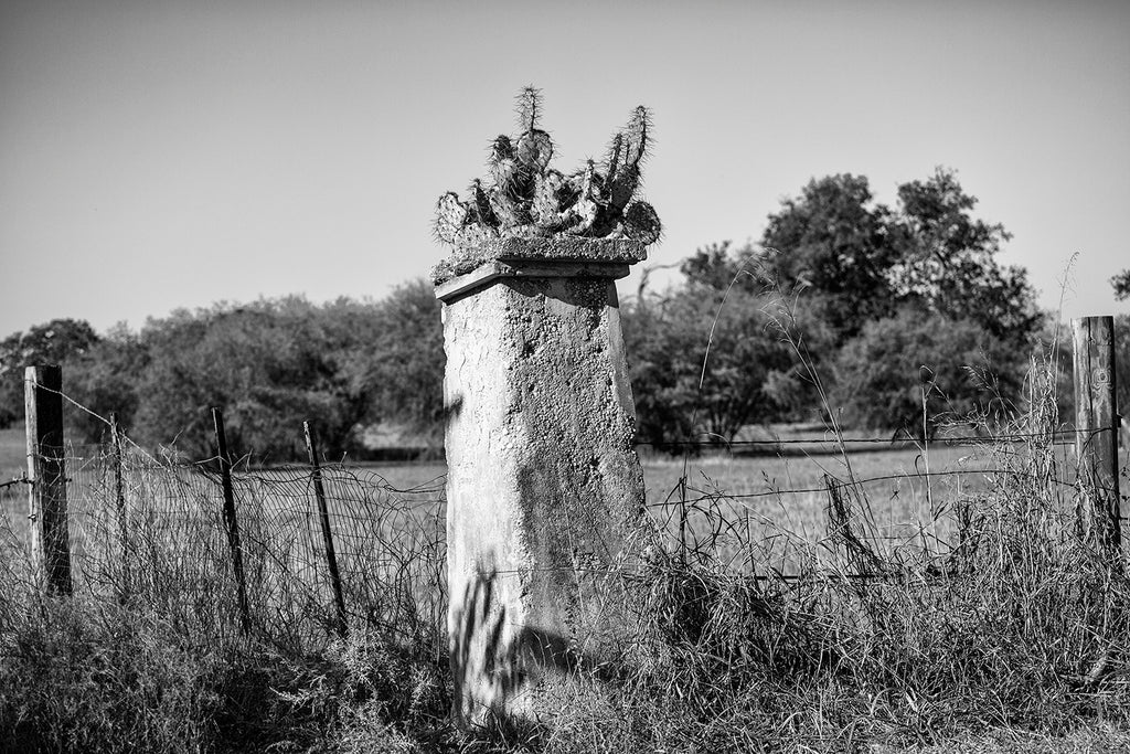 Black and white photograph of the Texas landscape near San Antonio, featuring an old fence post with a prickly pear cactus growing on top.