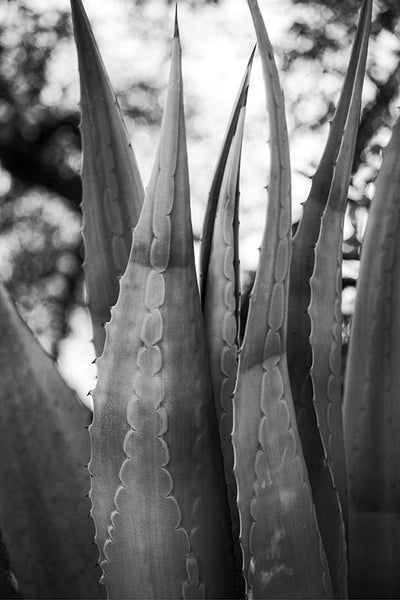 Black and white fine art photograph of the leaves of a big, beautiful aloe vera plant.