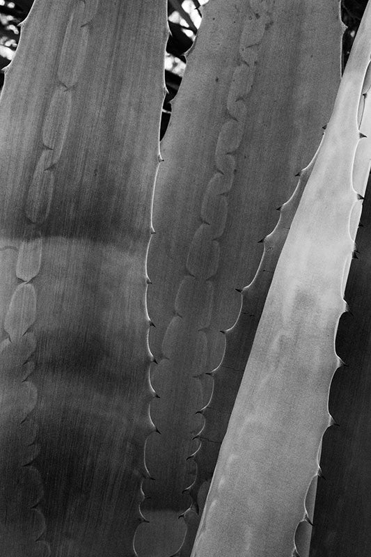 Black and white fine art photograph of a yucca plant displaying the clear impressions of the other leaves that were made before it unwrapped from itself.