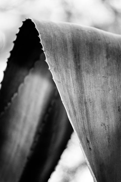 Black and white fine art photograph of a curved aloe leaf, creating an almost abstract composition.