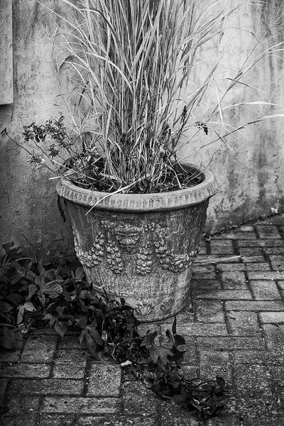 Black and white photograph of a quiet courtyard scene with a potted plant and creeping ivy in the stunning city of Charleston, South Carolina.