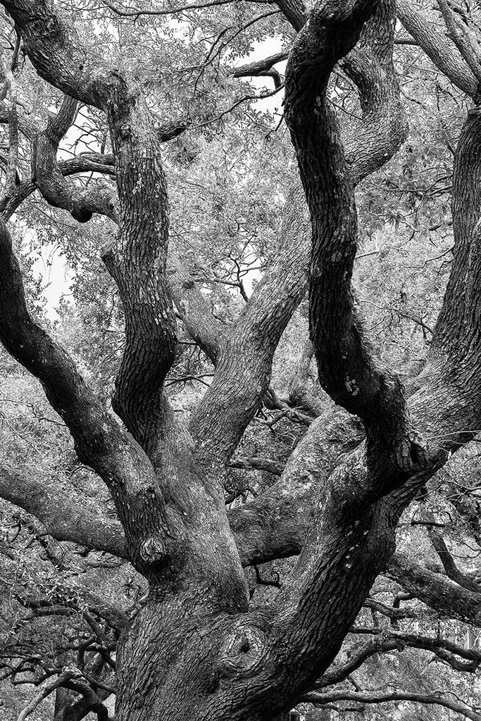 Black and white landscape photograph of the big, beautiful, old oak trees in White Point Park on the Battery at the tip of the peninsula in Charleston, South Carolina.