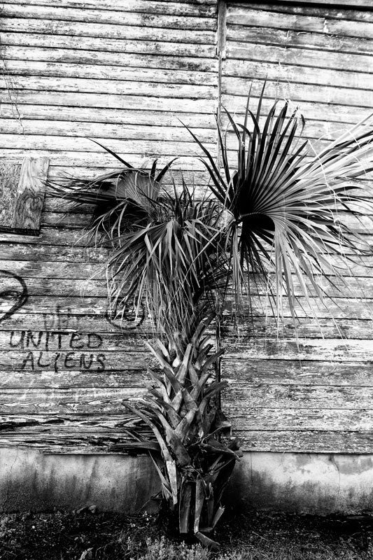 Black and white photograph of a palm tree growing behind a ramshackle old wooden boarding house in Charleston, South Carolina.
