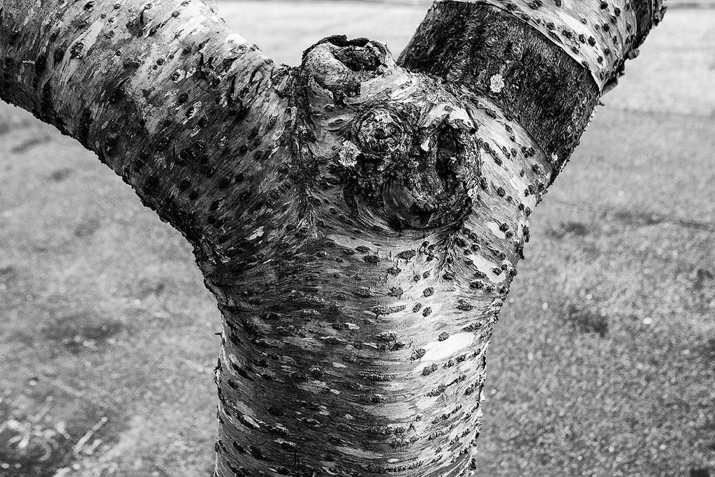 Tree Texture Black and White Photograph (A0019179)