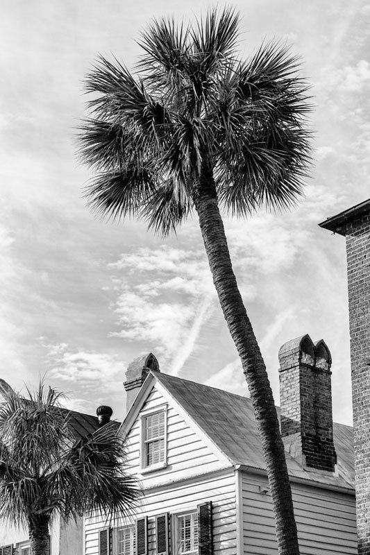 Black and white photograph of Charleston rooftops with old chimneys and a tall palm tree.