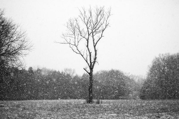 Black and white landscape photograph of a tree in the middle of an open field, amidst a veil of heavy falling snow.