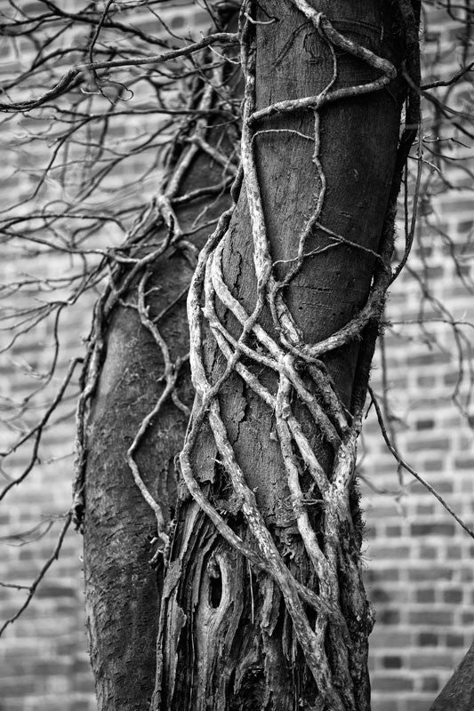 Black and white photograph of a twisted old tree wrapped in vines.
