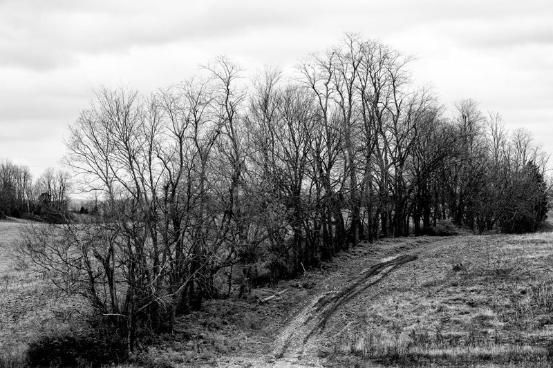 Black and white landscape photograph of a rutted dirt road running alongside an arc of barren winter trees that crest a low ridge.