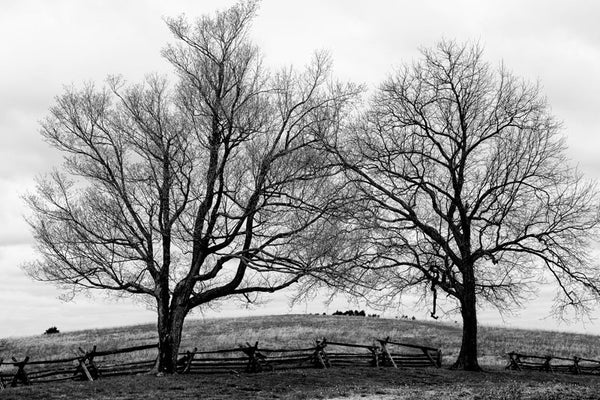 Black and white landscape photograph of two big, stark trees growing on the slope of a hill along the line of a split rail fence.