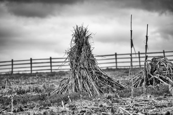 Black and white landscape photograph of a cornfield in winter, with a stormy sky heavy overhead.